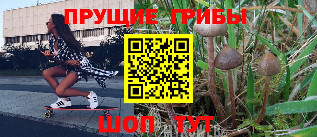 Зеленогорск  Псилоцибиновые грибы MAGIC MUSHROOMS  Вход с VPN  Псилоцибиновые грибы прущие грибы 