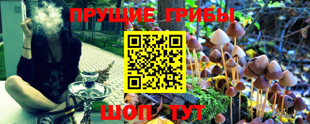 Псилоцибиновые грибы Cubensis Зеленогорск